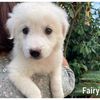 Fanny, Fairy, Febe dolci cucciole cercano casa  0