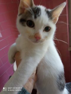 Adotta Gattini di due mesi e mezzo in adozione  Gatto gatti  Maschio