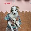 Oliver e Dea cuccioli mix husky labrador   0