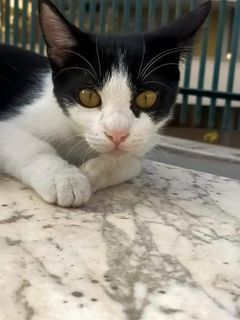 Adozione Gratuita MICIA LUNA bianca e nera Gatto gatto Femmina Treviso