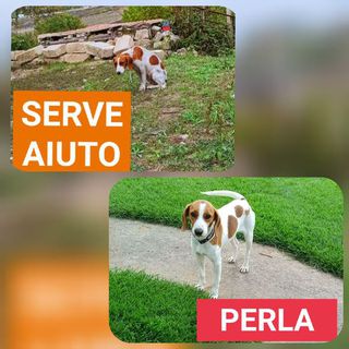 Come adottare Perla bellissima cucciola simil beagle Cane simil beagle Femmina