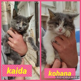 Come adottare Kohana e kaida gattine d 3 mesi Gatto europeo  Femmina