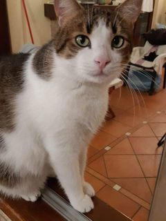 Come adottare Dolce MICIO TOMMY cerca casa Gatto gatto Maschio Padova