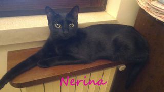 Annuncio Micia NERINA 3 anni circa sterilizzata Gatto gatto Femmina Treviso