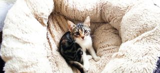 Annuncio Trica magnifica gattina tricolore!! Gatto tricolore  Femmina