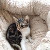 Trica magnifica gattina tricolore!!  0