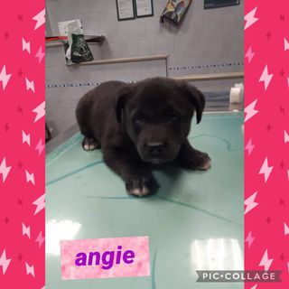 Adozione Gratuita Angie meravigliosa cucciola!!! Cane taglia media grande 25-30 kg Femmina