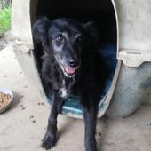 Bea cane femmina, 11 anno 