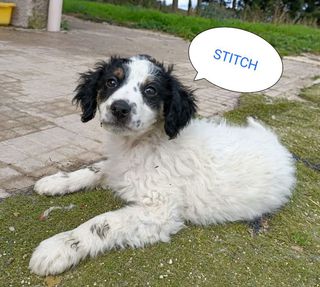 Come adottare Lilo e Stitch: 2 mesi taglia media  Cane meticcio  Maschio