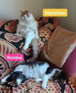 Adozione Gratuita Mici a pelo lungo cercano urgentemente casa Gatto europeo Femmina