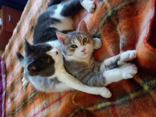 Adozione Gratuita Grey e Miro',due fratellini(7 mesi)dolcissimi cerc Gatto meticcia Maschio
