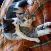 Grey e Miro',due fratellini(7 mesi)dolcissimi cerc
