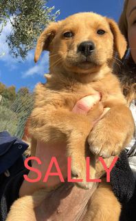 Adozione Sally cuccioletta 3 mesi Cane meticcia Femmina