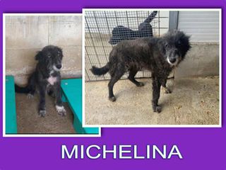 Adozione Michelina in canile si sta distruggendo  Cane spinone Femmina