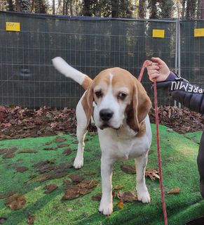 Come adottare Kody beagle cerca casa Cane beagle Maschio