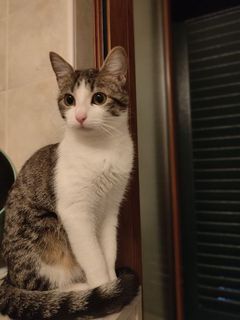 Adotta PEPERINA - gattina di 8 mesi Gatto gatto europeo Femmina