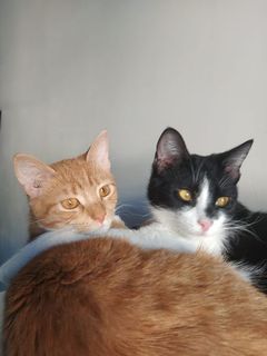 Adozione Gratuita COOPER E CECILIA - gattini di 9 mesi Gatto gatto europeo Maschio