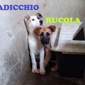 RUCOLA E RADICCHIO - cuccioli di 4 mesi