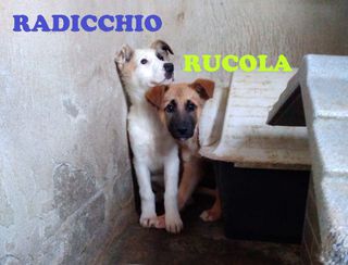 Come adottare RUCOLA E RADICCHIO - cuccioli di 4 mesi Cane meticcio Maschio