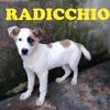 RUCOLA E RADICCHIO - cuccioli di 4 mesi  0