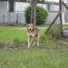 SGARBY - cagnolino di 5 anni - taglia media  0