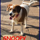 SNOOPY simil beagle 5 anni carattere meraviglioso