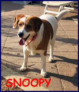 Adozioni SNOOPY simil beagle 5 anni carattere meraviglioso Cane simil beagle Maschio