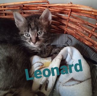Adozione Leonard in cerca di adozione  Gatto mettici Maschio