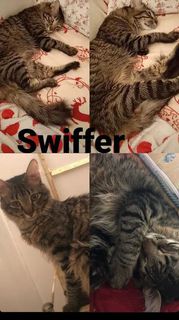 Adozione Gratuita Swiffer e Teddy ❤️ Gatto mettici Maschio