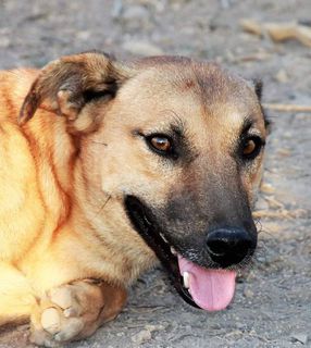 Adozioni Alex, il cane più simpatico al mondo cerca casa  Cane meticcio Maschio