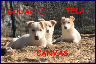 Annuncio GOUACHE CANVAS TELE cucciole 4 mesi recuperate in  Cane meticcine Femmina