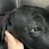 Labrador ucraino cerca urgente adozione o stallo