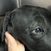 Labrador ucraino cerca urgente adozione o stallo  0