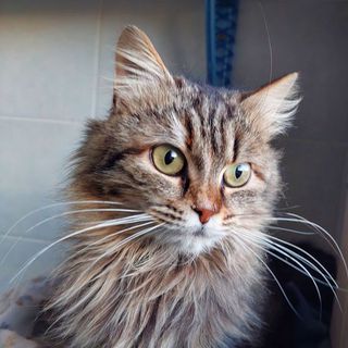 Adozione Gratuita Jinny, gattina dolcissima, aspetta casa Gatto europeo Femmina Milano
