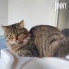 Jinny, gattina dolcissima, aspetta casa  0