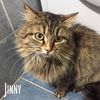 Jinny, gattina dolcissima, aspetta casa  0