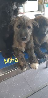 Adozione Gratuita Mina cucciola 3 mesi taglia media pelo semilungo Cane meticcio Femmina
