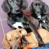 3 dolci cuccioli in adozione Athos Porthos Aramis
