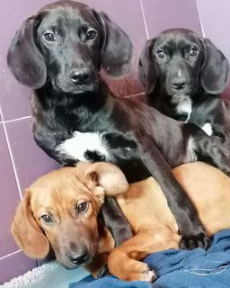 Adotta 3 dolci cuccioli in adozione Athos Porthos Aramis Cane simil segugio Maschio