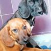 3 dolci cuccioli in adozione Athos Porthos Aramis  0