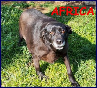 Annuncio AFRICA cagnolona 7 anni adorabile ha bisogno di ta Cane meticcia Femmina
