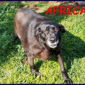 AFRICA cagnolona 7 anni adorabile ha bisogno di ta