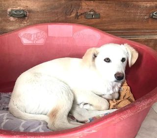 Come adottare ORIO: 5 mesi di tenerezza Cane cane Maschio Padova
