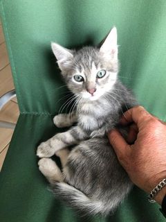 Adozione Gratuita SIMBA - gattino di 2 mesi Gatto gatto europeo Maschio