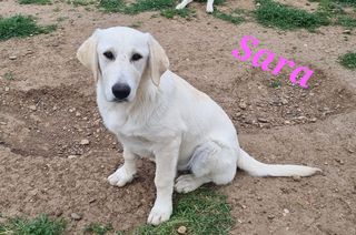 Come adottare Sara: cucciola simil labrador Cane simil labrador Femmina