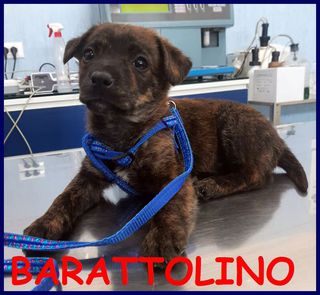 Adozione BARATTOLINO cucciolino 2 mesi tg piccola trovata p Cane meticcino Maschio