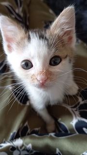 Annuncio EREN - gatto di 2 mesi Gatto gatto europeo Maschio