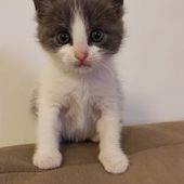 ZYLKY - gattino di 2 mesi