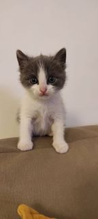 Come adottare ZYLKY - gattino di 2 mesi Gatto gatto europeo Maschio