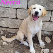 Neera: cucciola simil golden retriever